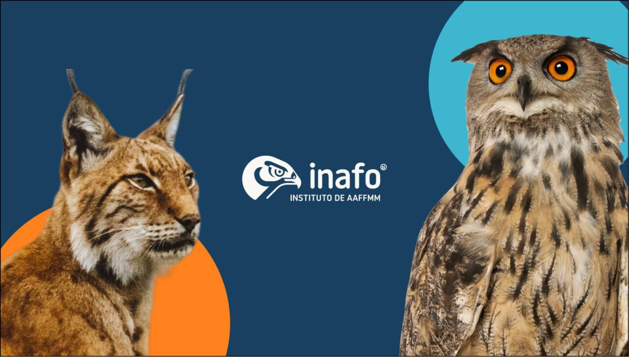 Diseño web para academias: INAFO